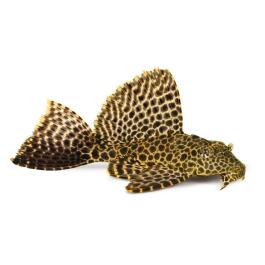 Сом Парчовый Птеригоплихт (Pterygoplichthys gibbiceps) 15см