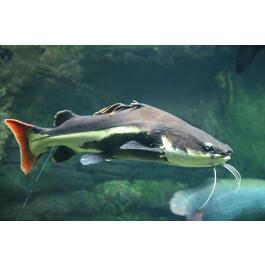 Сом Краснохвостый (Phractocephalus hemioliopterus)