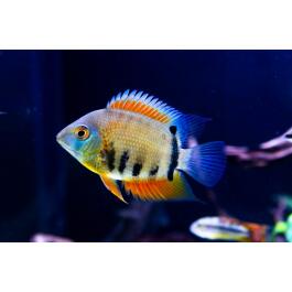 Северум Красноплечий (Heros severus)