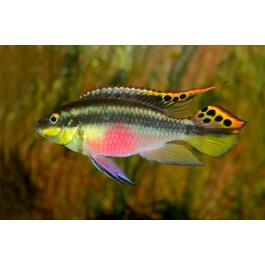 Попугайчик (Pelvicachromis pulcher) 2-3см