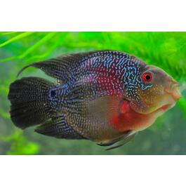 Попугай Брилиантовый