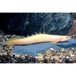 Полиптерус Сенегальский Альбинос (Polypterus senegalus)