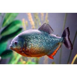 Пиранья Наттерера (Pygocentrus nattereri)