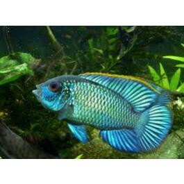 Наннакара бирюзовая (Andinoacara rivulatus) 1-2см