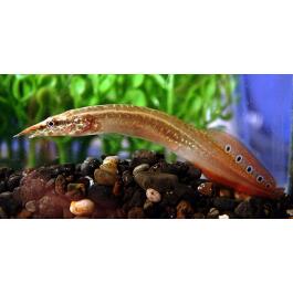 Макрогнатус (Macrognathus)