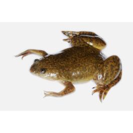 Лягушка Шпорцевая