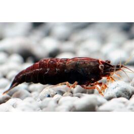Креветка Шоколадная (Chocolate Neocaridina)