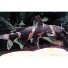 Касатка сиамская (Leiocassis siamensis)