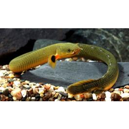 Каламоихт (Erpetoichthys calabaricus)