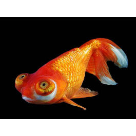 Золотая рыбка (Carassius auratus) Звездочет 5-6см