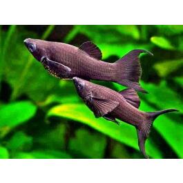 Моллинезия (Mollienesia) Черная XL