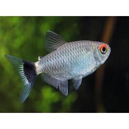 Тетра красноглазая Филомена (Moenkhausia sanctaefilomenae)