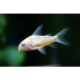 Сом Коридорас Альбинос (Corydoras paleatus var albino) 2-3см