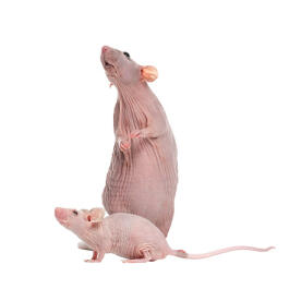 Крыса Сфинкс