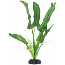 Растение аквариумное шелковое Анубиас хастифолия, 20см