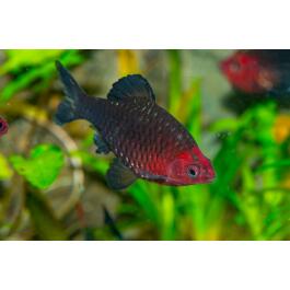 Барбус черный (Puntius nigrofasciatus)