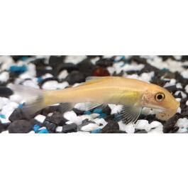 Гиринохейлус альбинос (Gyrinocheilus aymonier)