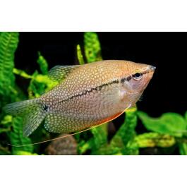 Гурами жемчужная (Trichogaster tricopterus Blue) 3см