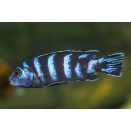 Псевдотрофеус (Pseudotropheus sp.), 1см