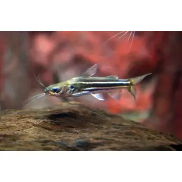 Мистус (Mystus vittatus)