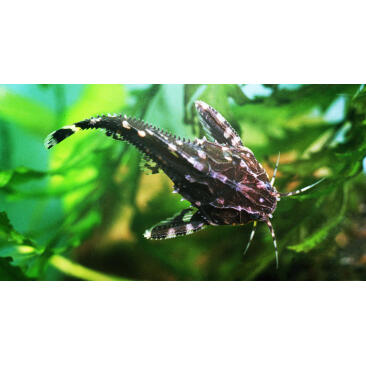 Сом Агамикс Звездчатый (Agamyxis albomaculatus) 6-8см