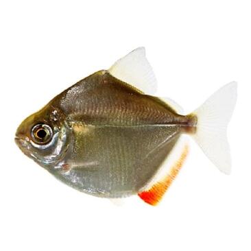 Рыба Серебрянный доллар (Metynnis argenteus)