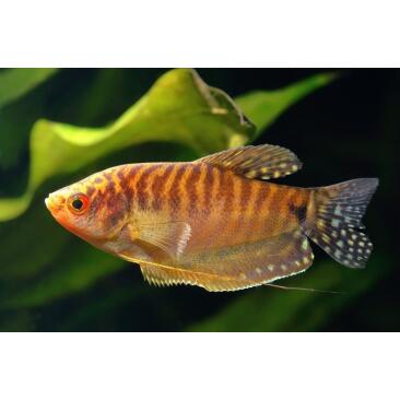 Гурами Золотой (Trichogaster trichopterus sumatranus Gold) 3-4см