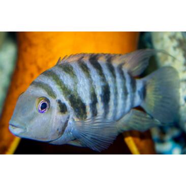 Цихлазома Чернополосая (Cichlasoma nigrofasciatum) 1-1,5см