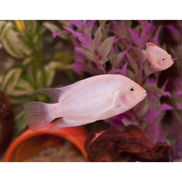 Цихлазома Фламинго (Cichlasoma nigrofasciatum var Flamingo) 1,5-2см