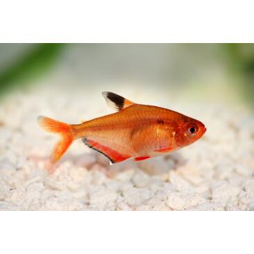 Минор (лат. Hyphessobrycon minor)