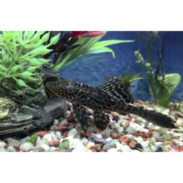 Сом Плекостомус (Hypostomus plecostomus) 6-7см