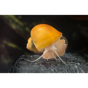 Улитка Ампулярия 1,5-2см