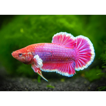 Петушок Самки 2,5-3,5см (Betta)