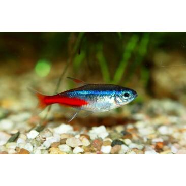 Неон Голубой (Paracheirodon innesi)