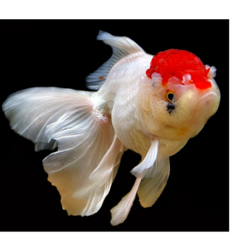 Золотая рыбка (Carassius auratus) Оранда "Красная шапочка" 5-6см