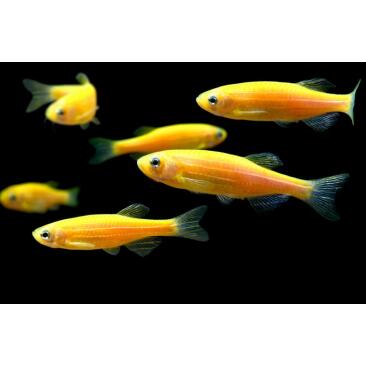 Данио Цветной Glo (Danio)