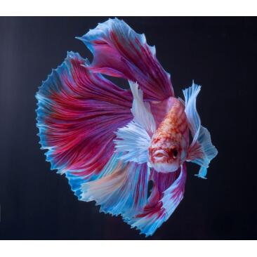Петушок Халф Мун 5-6см (Halfmoon - Betta Splendens)