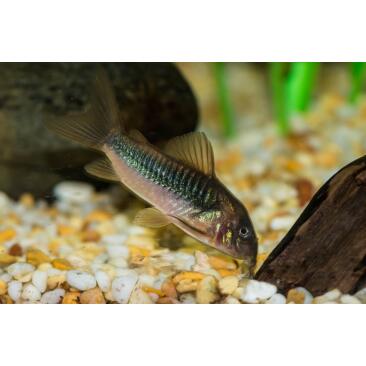 Сом Коридорас Золотистый (Corydoras)