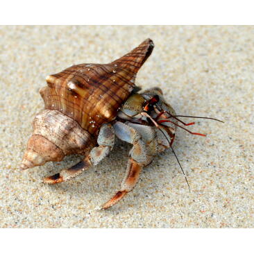 Рак Отшельник (Coenobita)