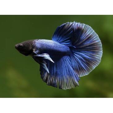 Петушок СуперДельта (Betta Super Delta)