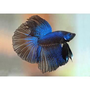 Петушок Самец 5-6см (Betta)