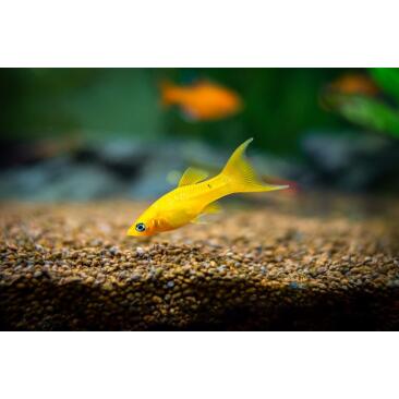 Моллинезия (Mollienesia) Желтая