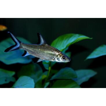 Акулий Барбус (Balantiocheilos melanopterus)
