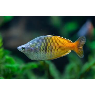 Радужница Боэсмана (Melanotaenia boesemani)