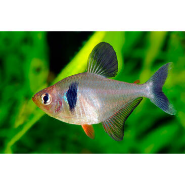 Орнатус (Hyphessobrycon ornatus)