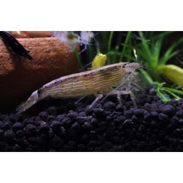 Креветка фильтратор (Atyopsis moluccensis) 6-7см