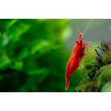 Креветка Красный Огонь (Neocaridina heteropoda var. Fire Red)