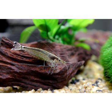 Креветка Амано