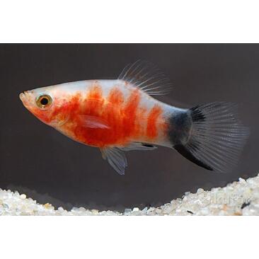 Пецилия тигровая (Xiphophorus maculatus)