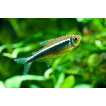 Неон Черный (Hyphessobrycon herbertaxelrodi)